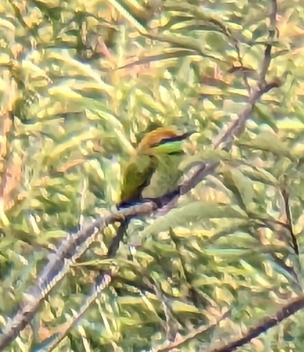 Asian Green Bee-eater - ML620412786