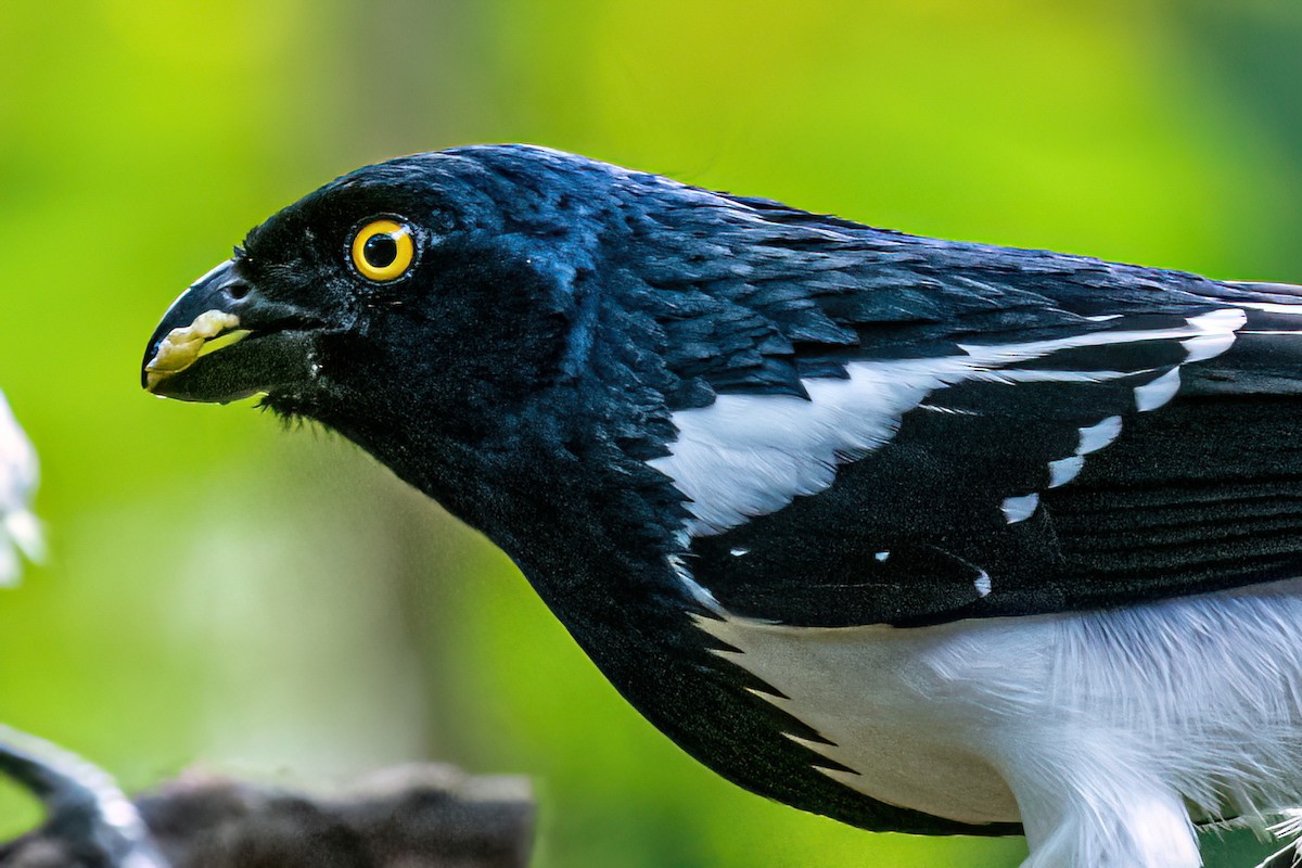 Magpie Tanager - ML620412790