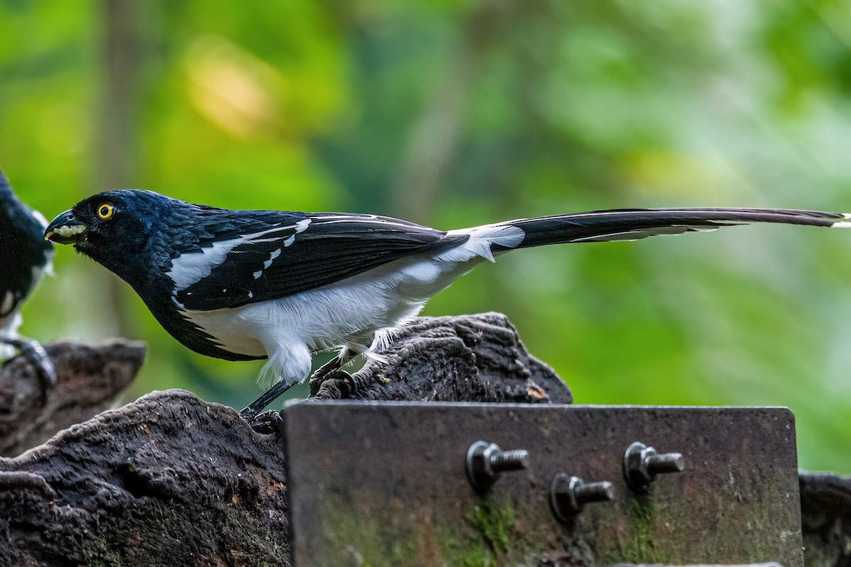 Magpie Tanager - ML620412794