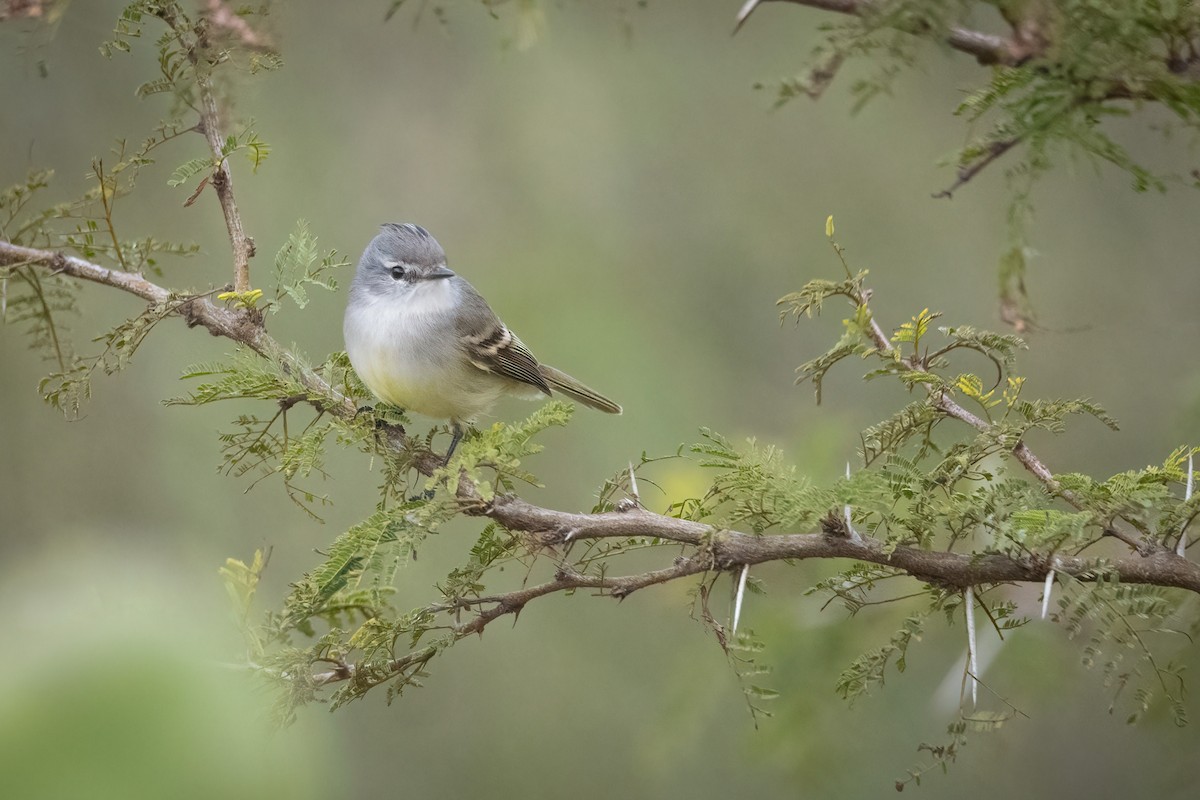 White-crested Tyrannulet - ML620412795