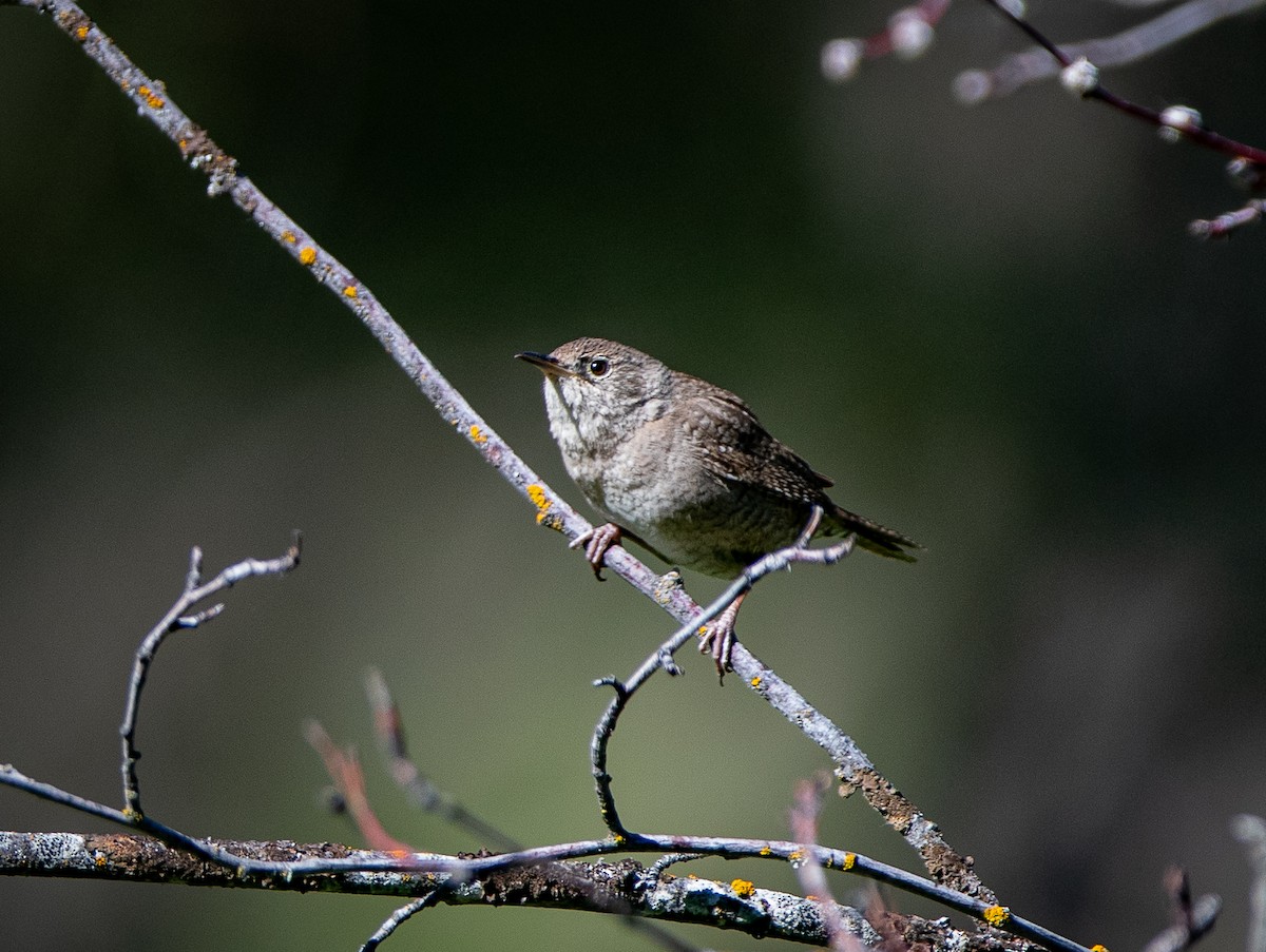 House Wren - ML620412796