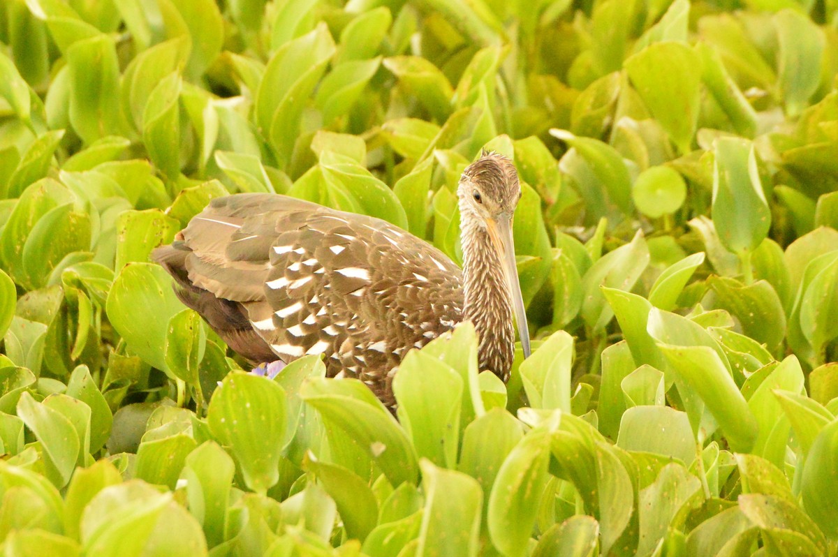 Limpkin - ML620412798