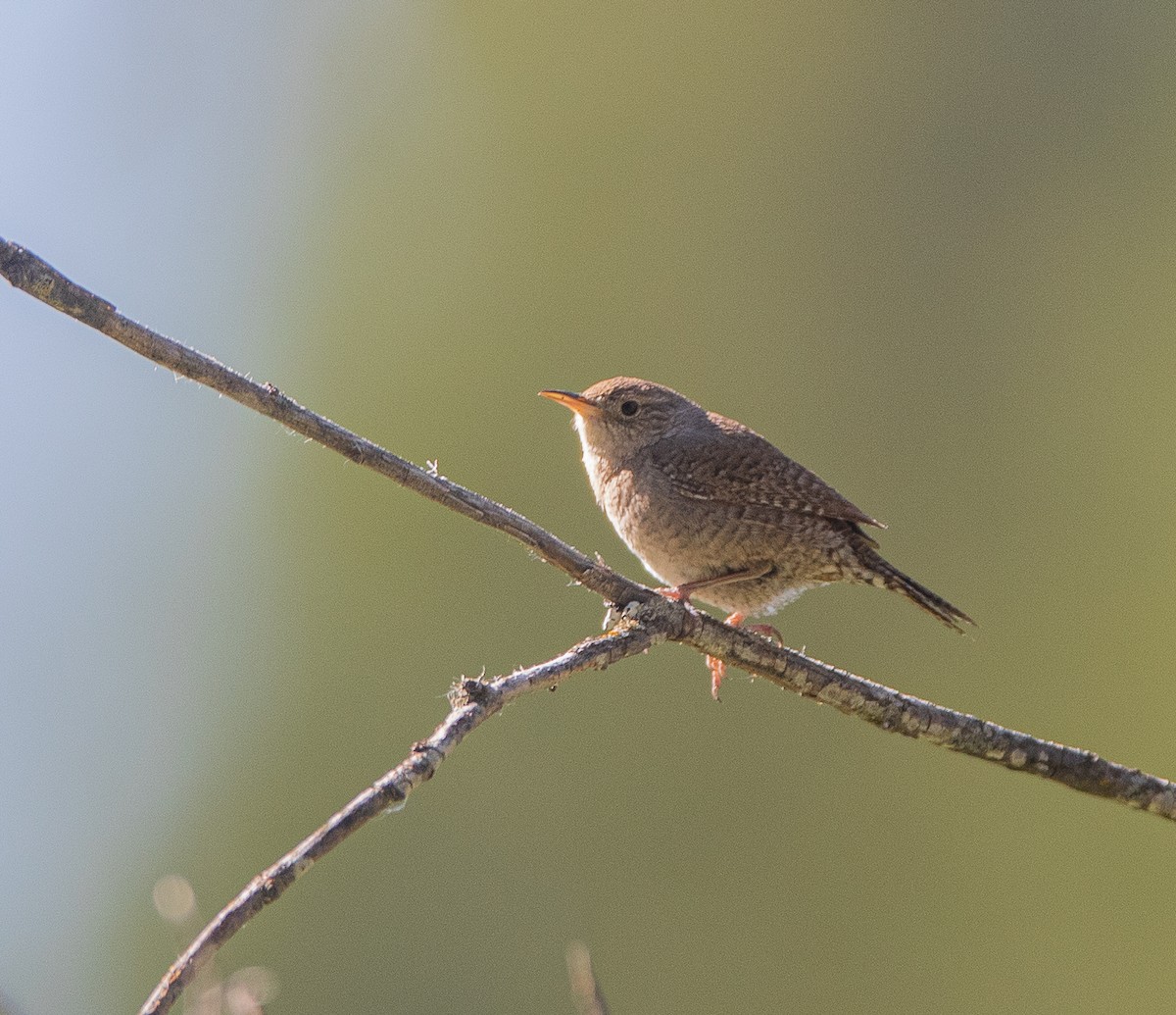 House Wren - ML620412800