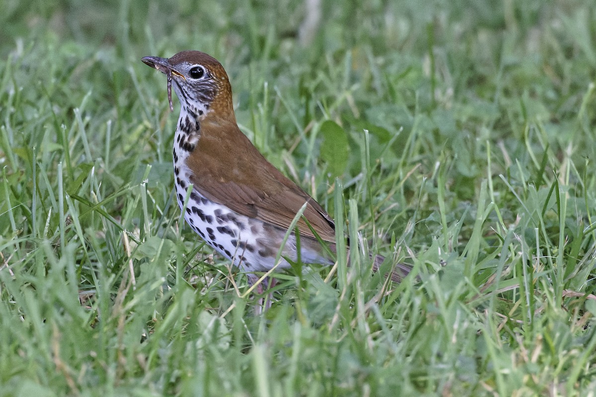 Wood Thrush - ML620412801