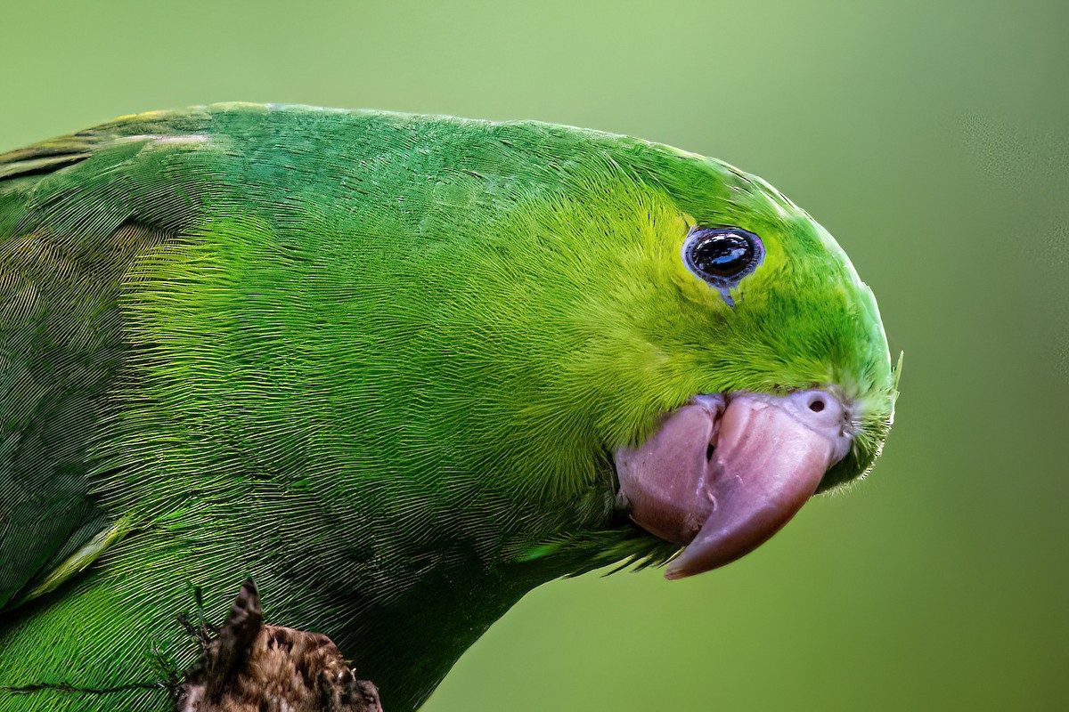 Plain Parakeet - Kurt Gaskill