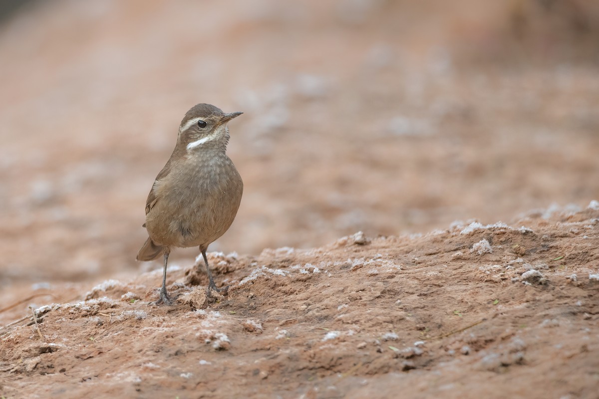 Buff-winged Cinclodes - ML620412804