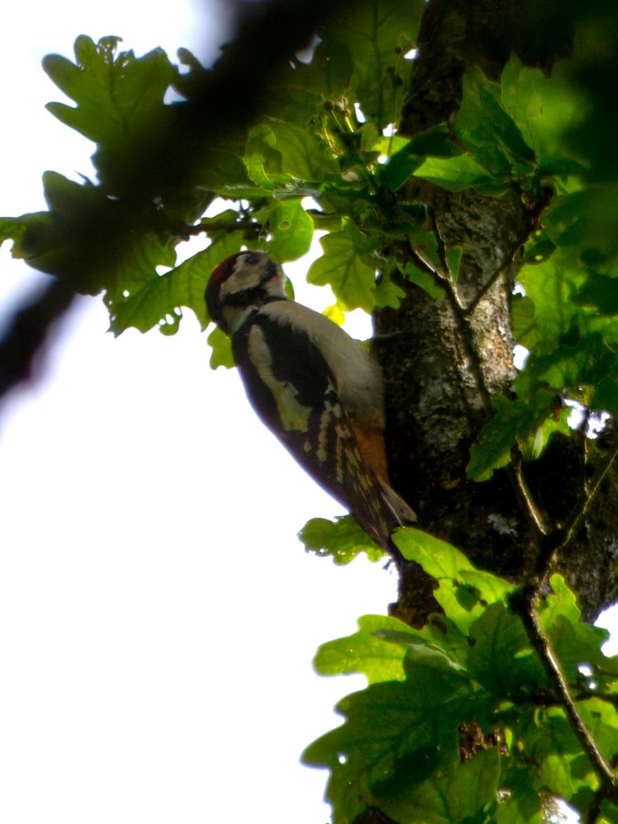 Great Spotted Woodpecker - ML620412805