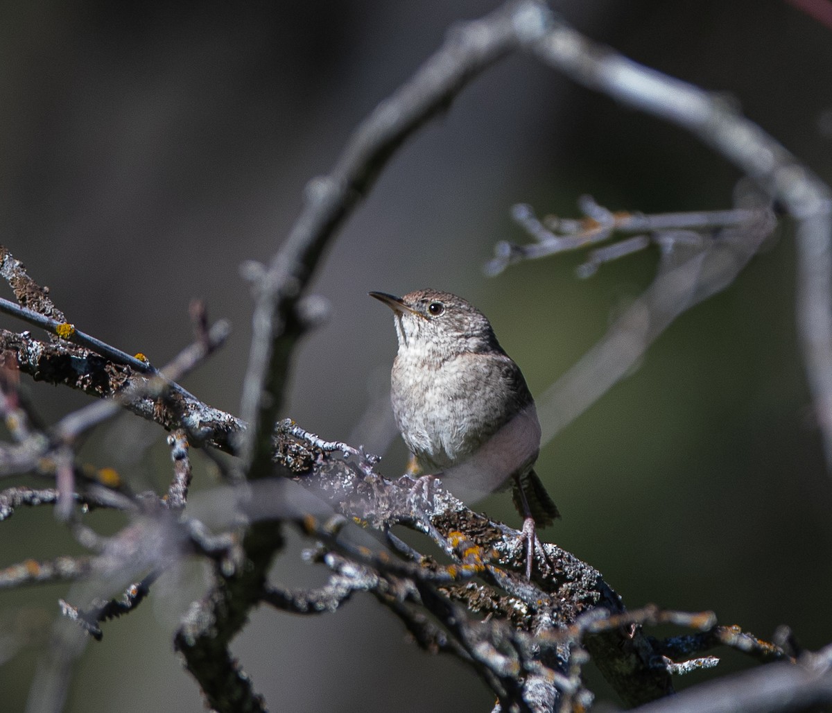 House Wren - ML620412806