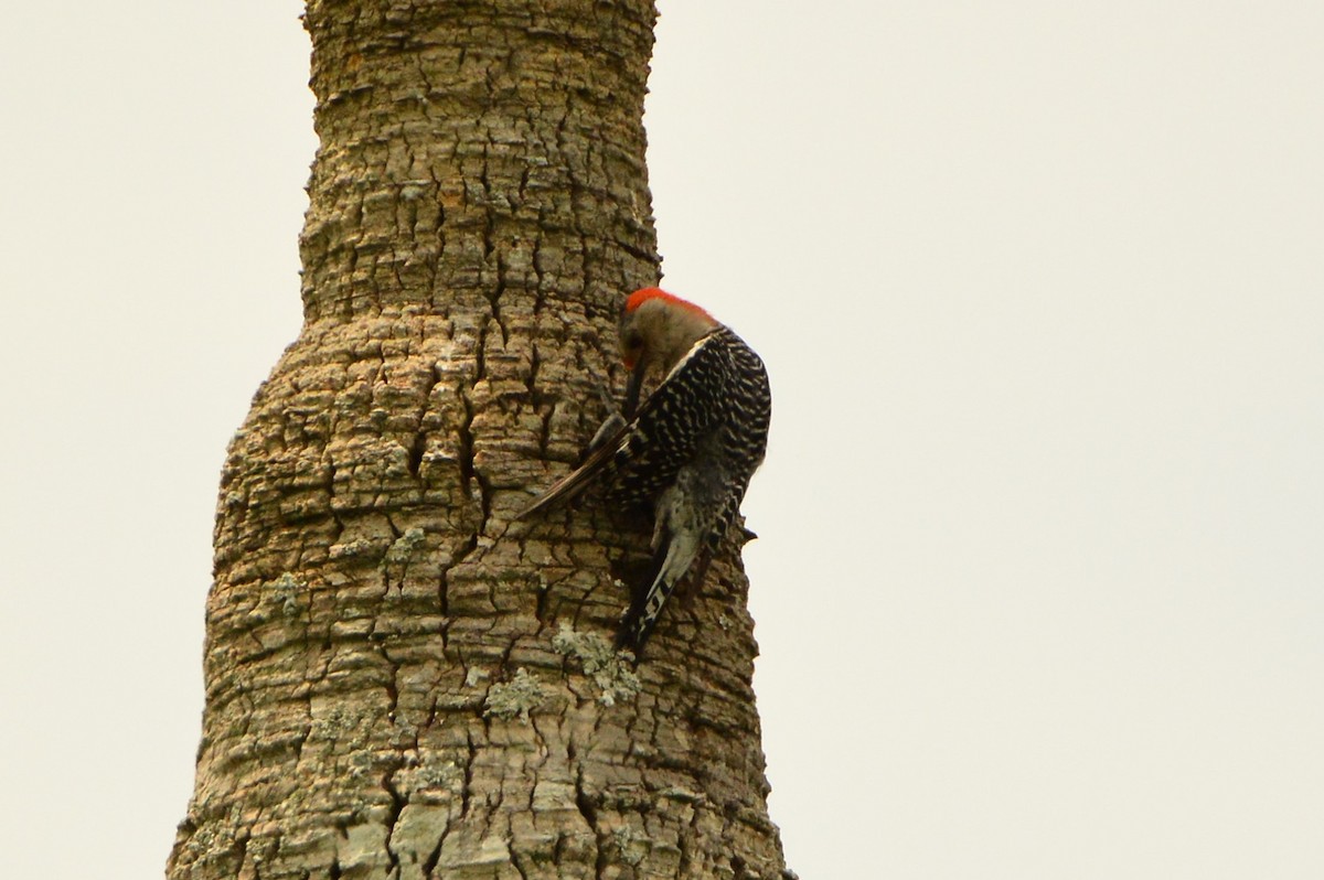 Red-bellied Woodpecker - ML620412809