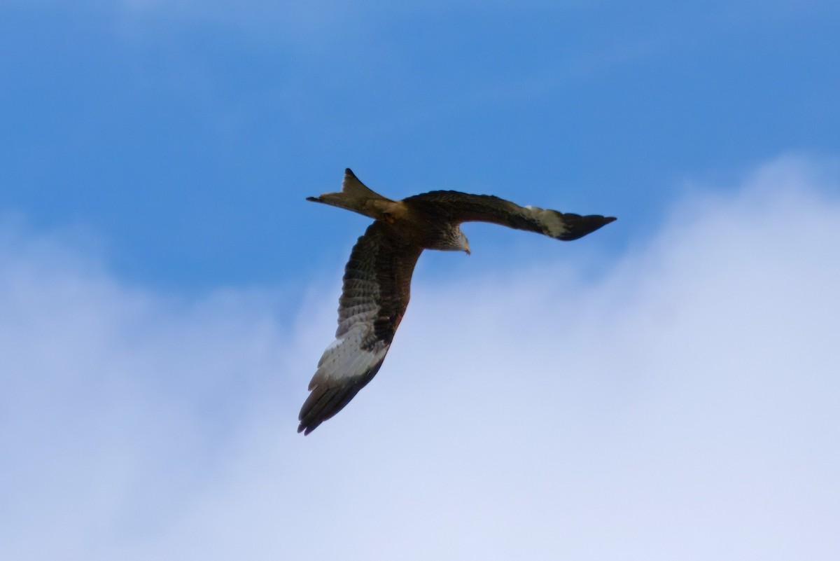 Red Kite - ML620412811