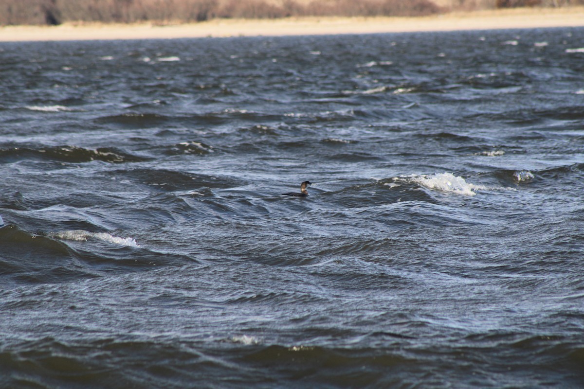 Common Loon - ML620412818