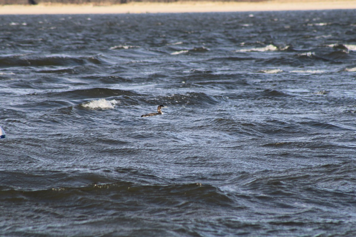 Common Loon - ML620412819