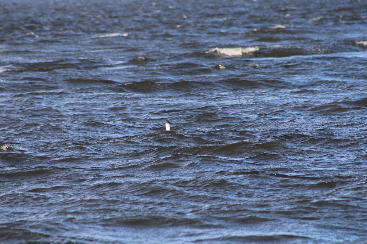 Common Loon - ML620412820