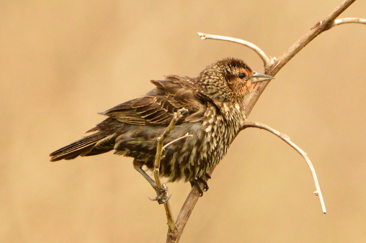 Red-winged Blackbird - Jackson and Jasmin Woodall