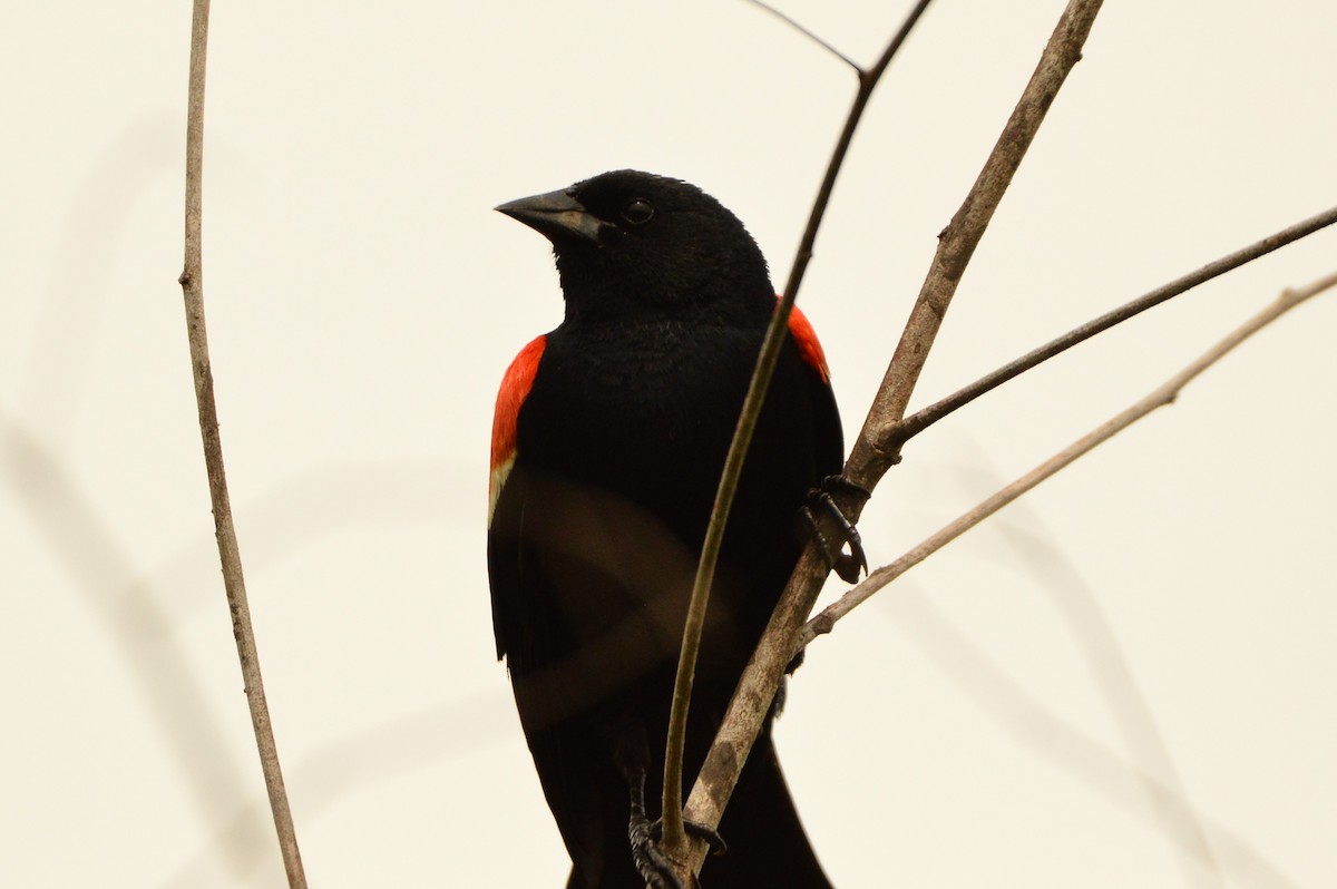 Red-winged Blackbird - ML620412822