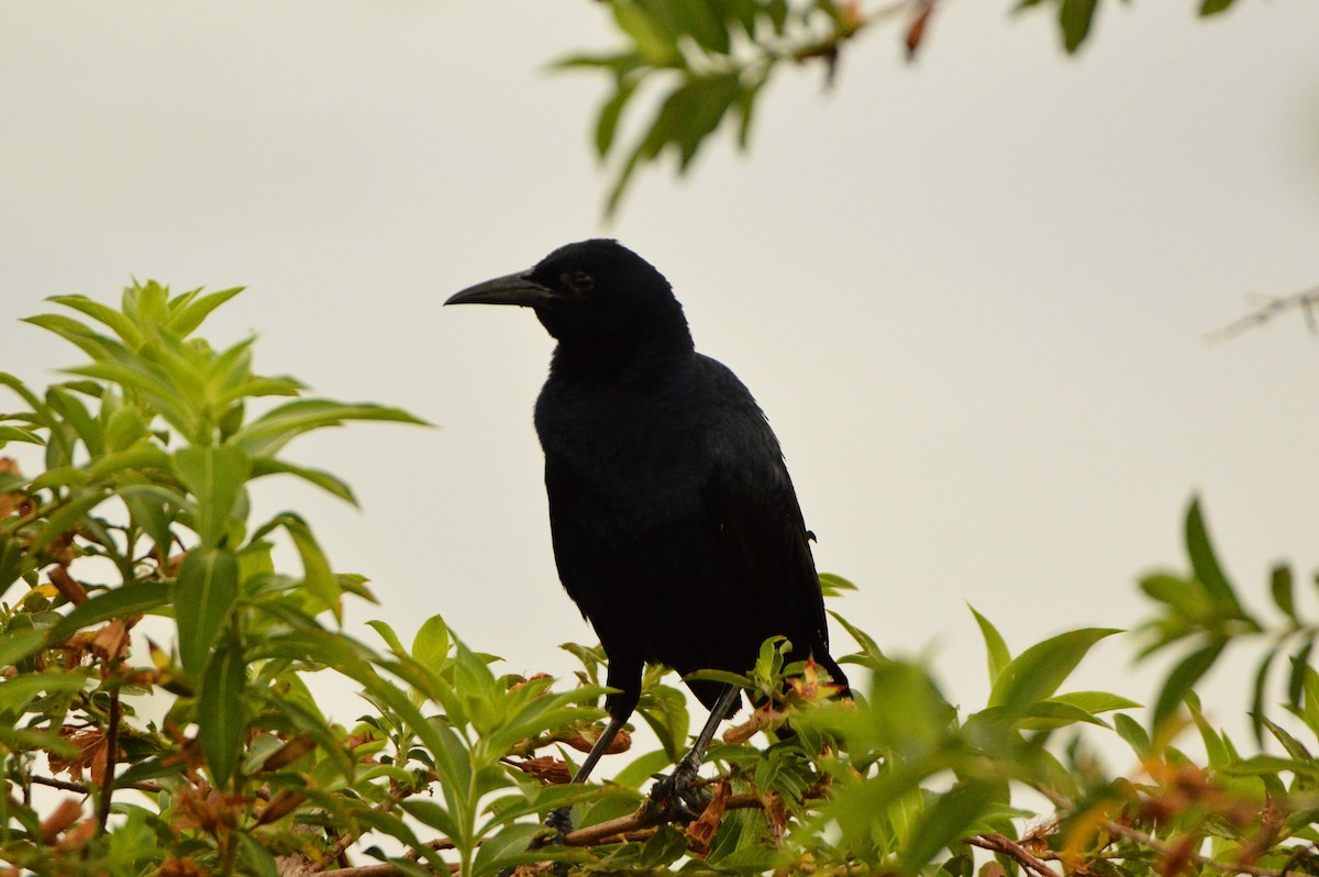 Boat-tailed Grackle - ML620412827