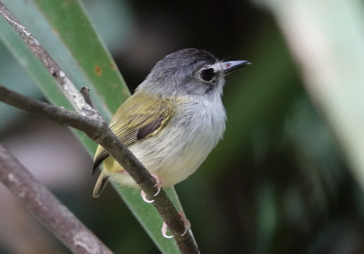 Black-capped Pygmy-Tyrant - ML620412834