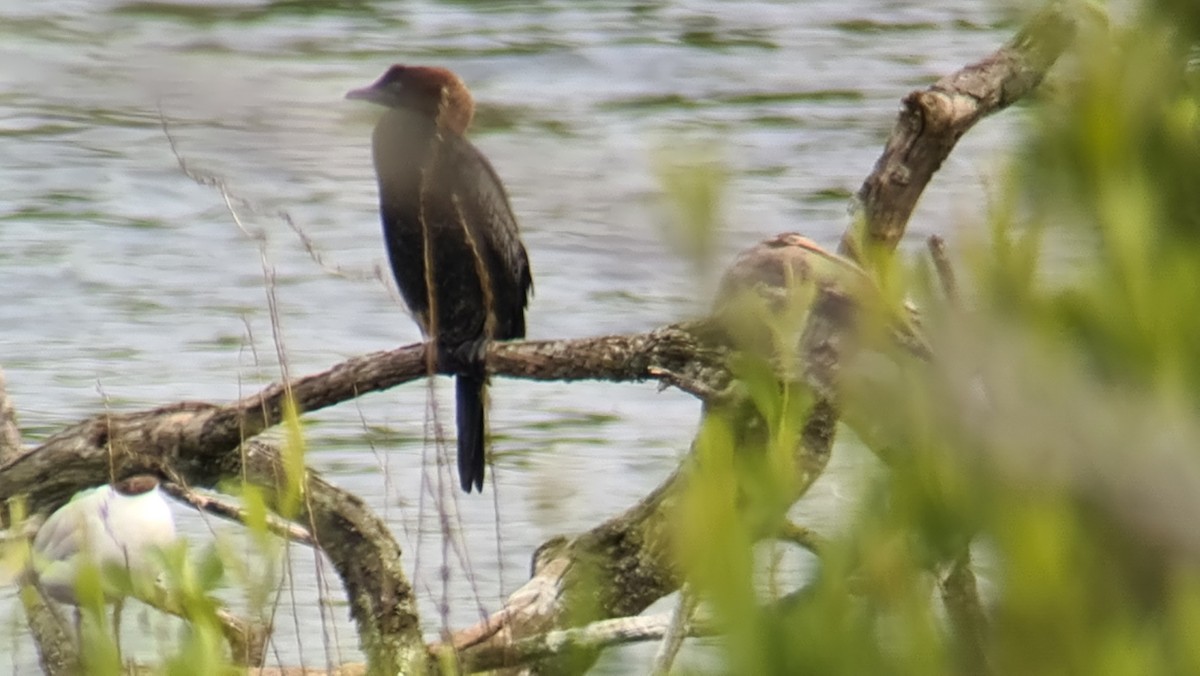 Pygmy Cormorant - ML620412848