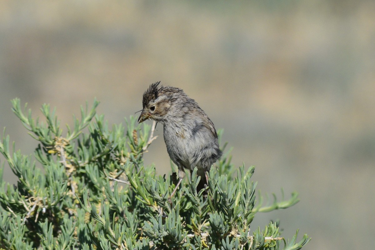 Brewer's Sparrow - William Harmon