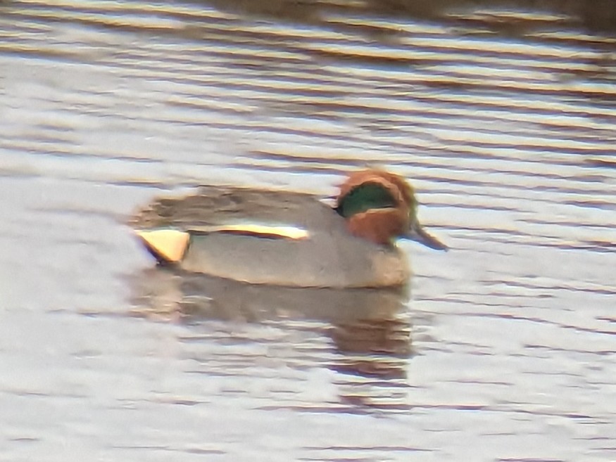 Green-winged Teal - ML620412884