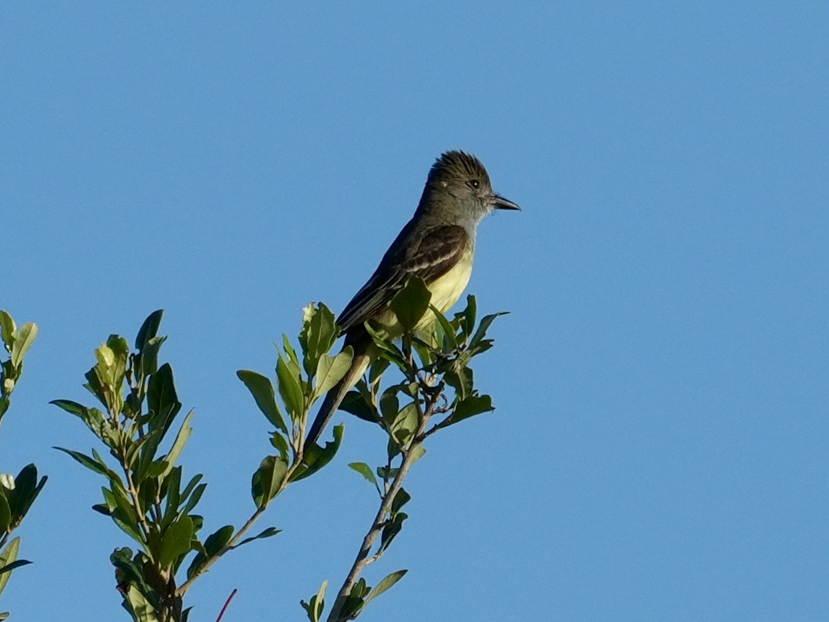 Great Crested Flycatcher - ML620412885