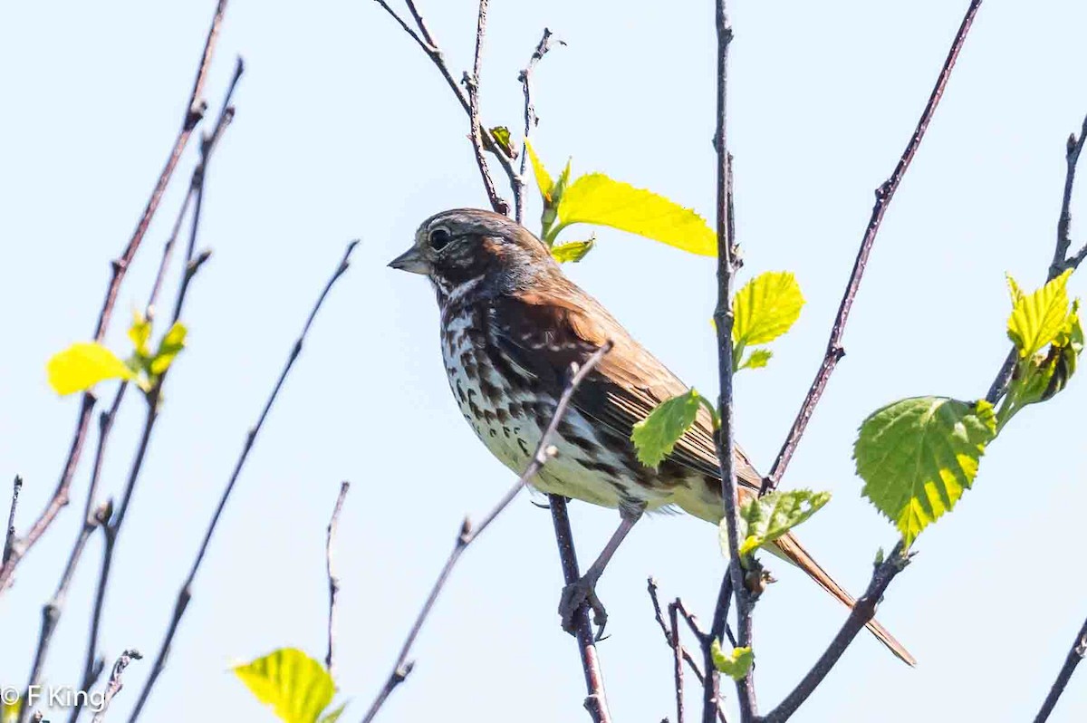 Fox Sparrow - ML620412890