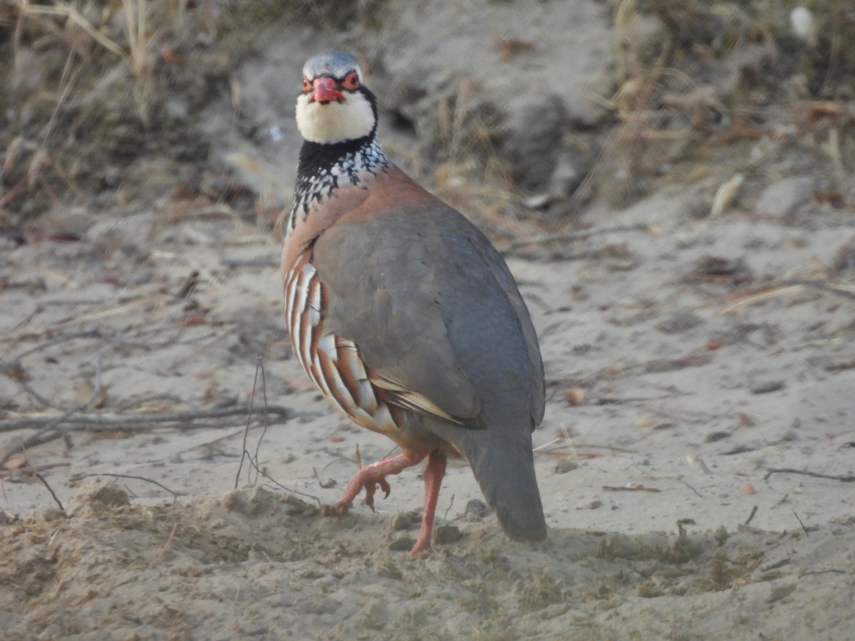 Red-legged Partridge - ML620412892