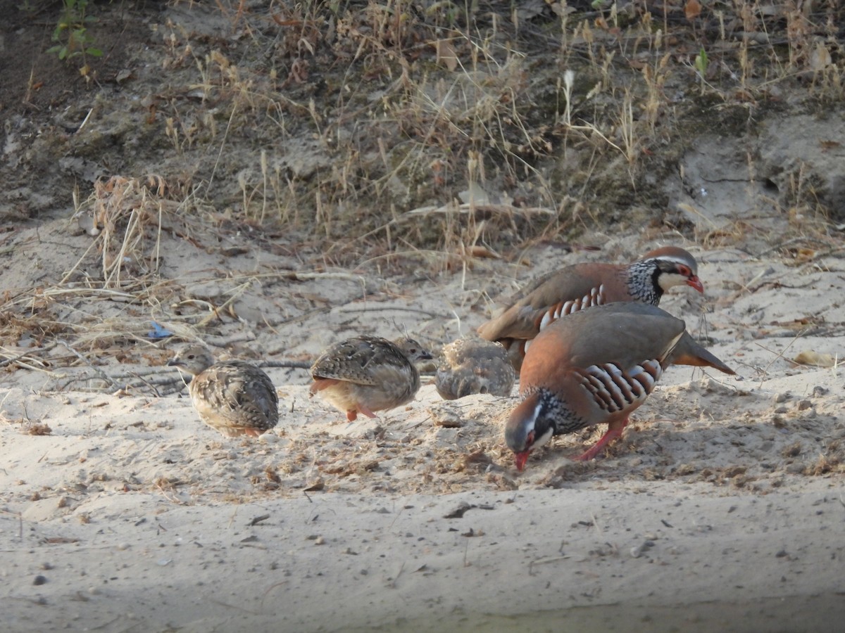 Red-legged Partridge - ML620412893