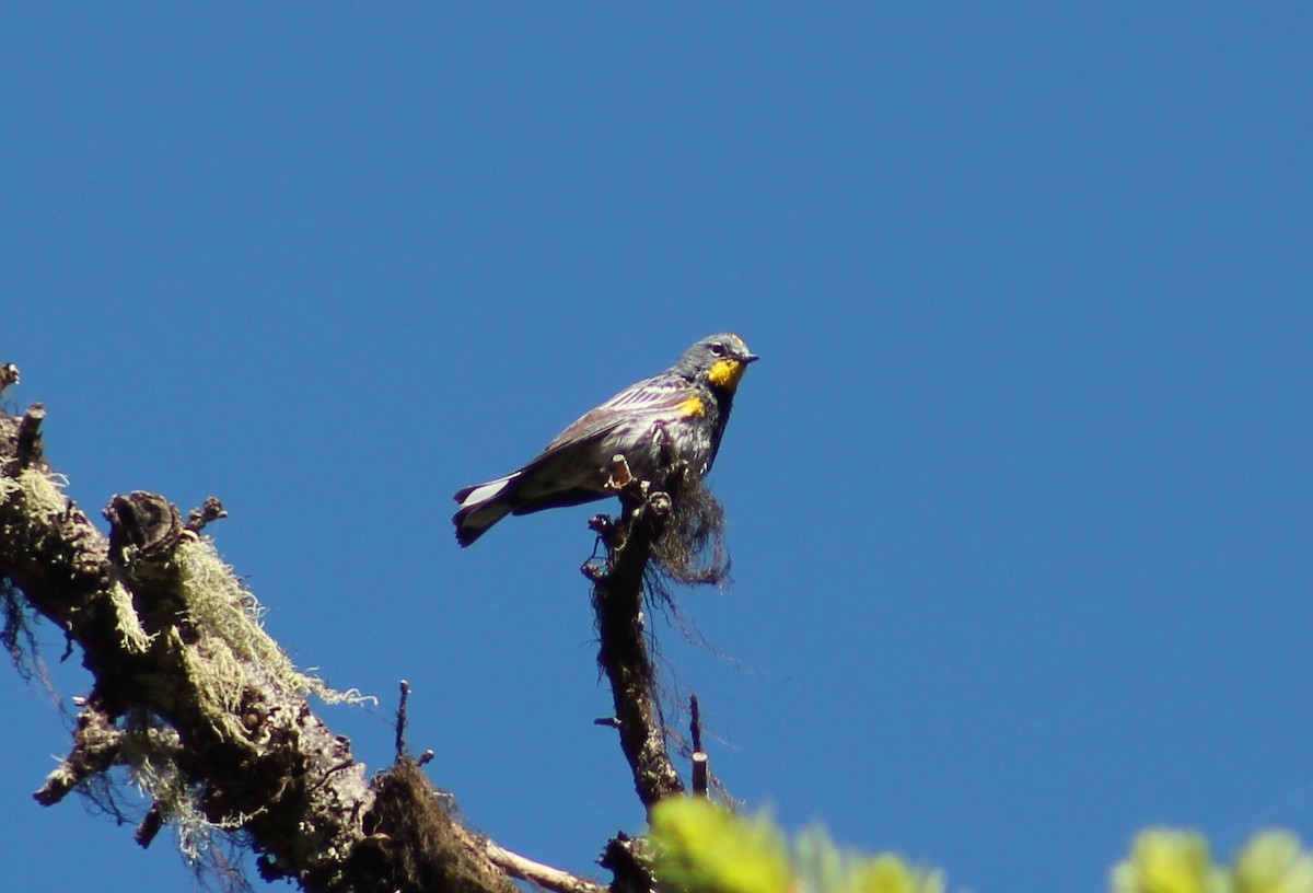 Yellow-rumped Warbler - ML620412901