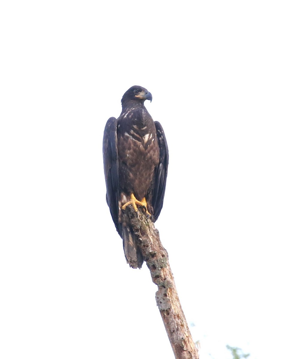 Bald Eagle - ML620412917