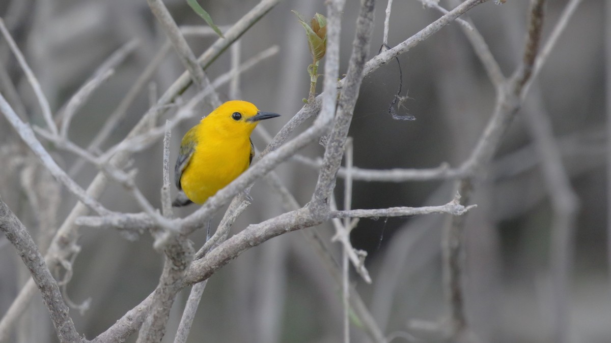 Prothonotary Warbler - ML620412926