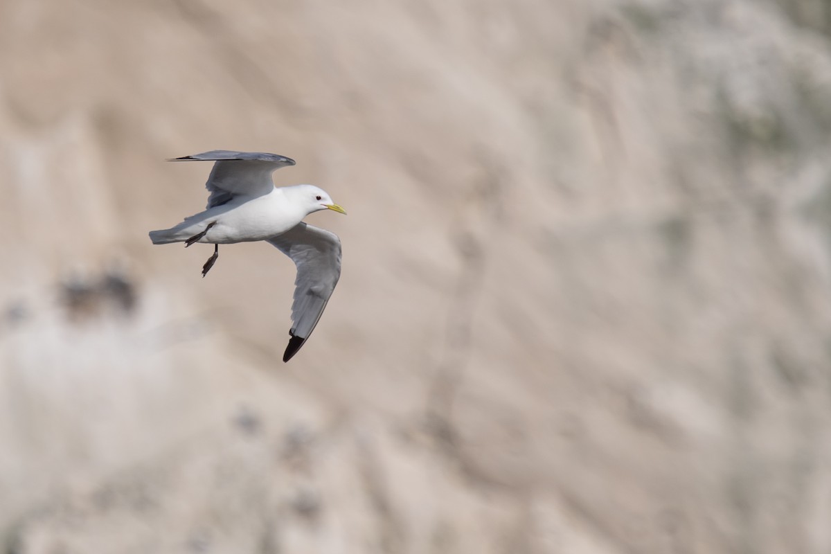 Black-legged Kittiwake - ML620412940