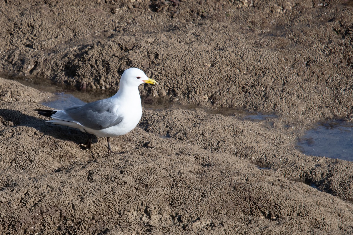 Black-legged Kittiwake - ML620412942