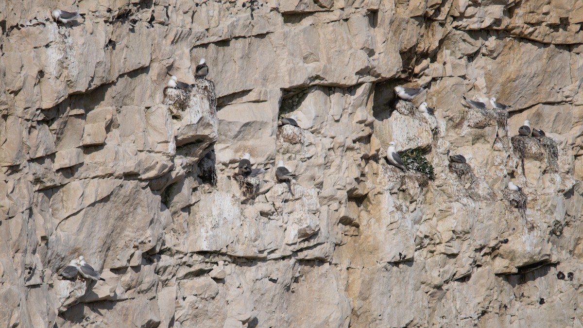 Black-legged Kittiwake - ML620412943