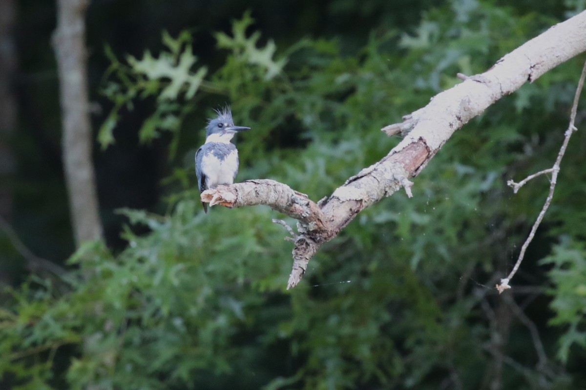 Belted Kingfisher - David Rupp