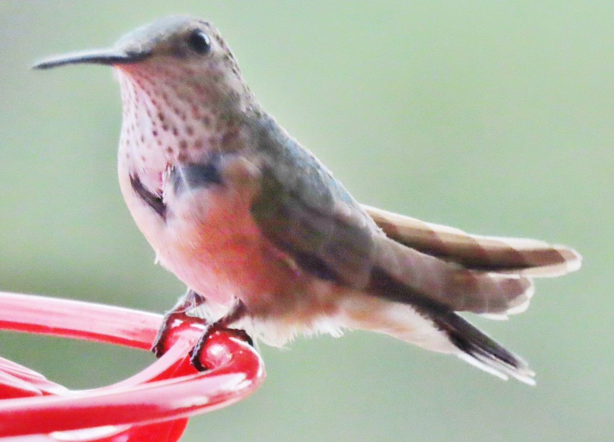 Broad-tailed Hummingbird - ML620412949