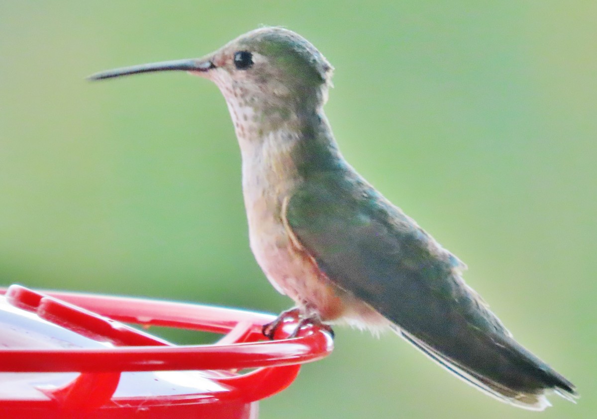Broad-tailed Hummingbird - ML620412951