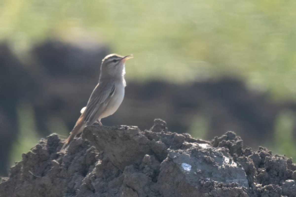 Rufous-tailed Scrub-Robin - ML620412957