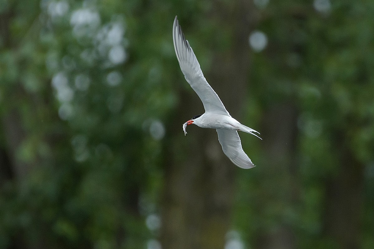 Common Tern - ML620412961