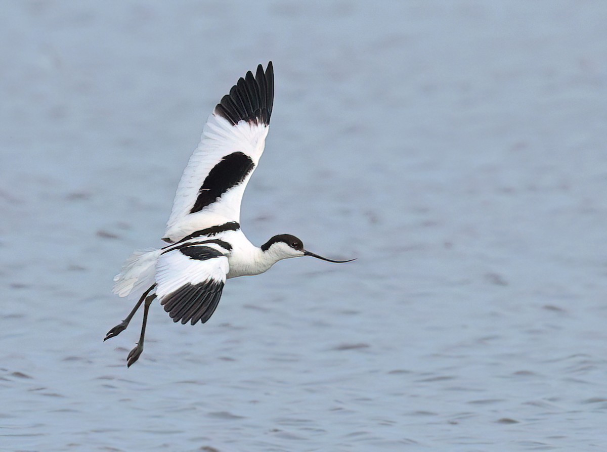 Pied Avocet - ML620412969