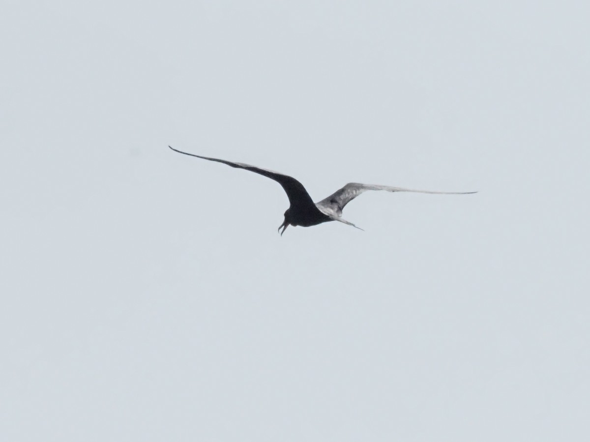 Magnificent Frigatebird - Guillermo Parral Aguilar