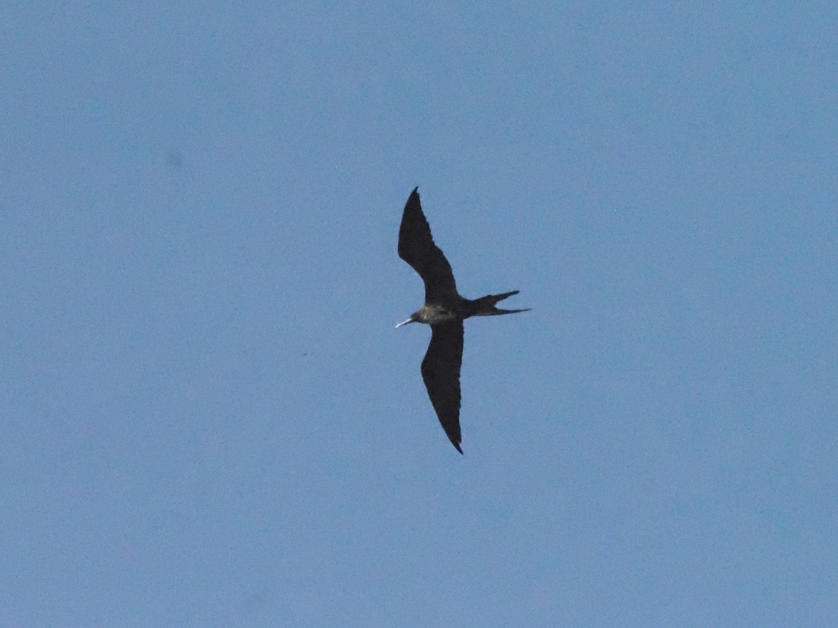 Magnificent Frigatebird - ML620412986