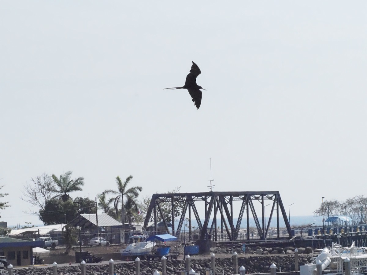 Magnificent Frigatebird - ML620412987