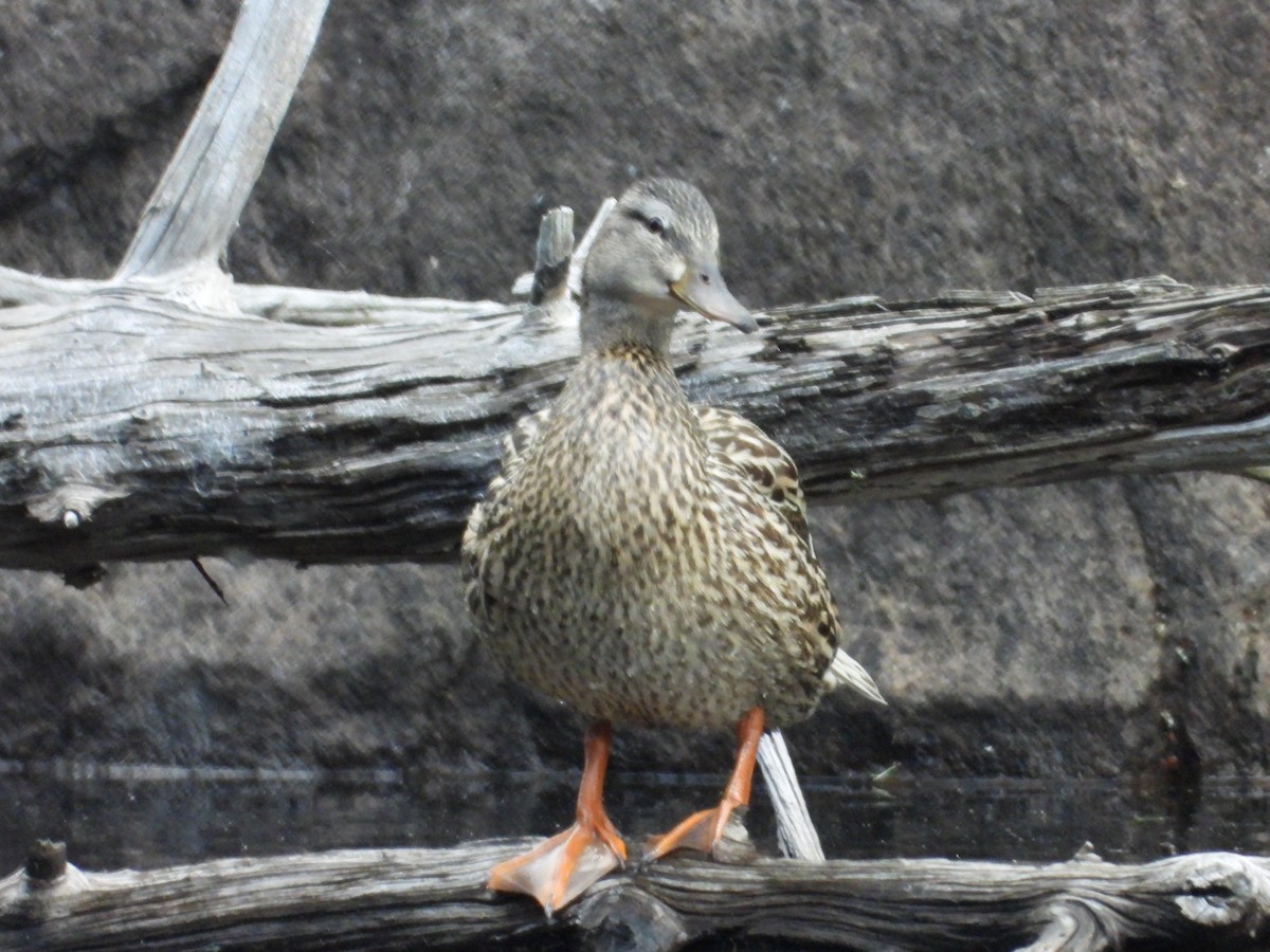 Mallard - Denis Provencher COHL