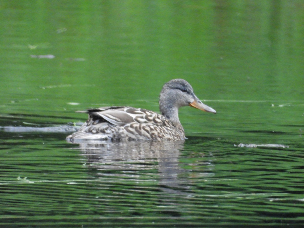 Canard colvert - ML620413001