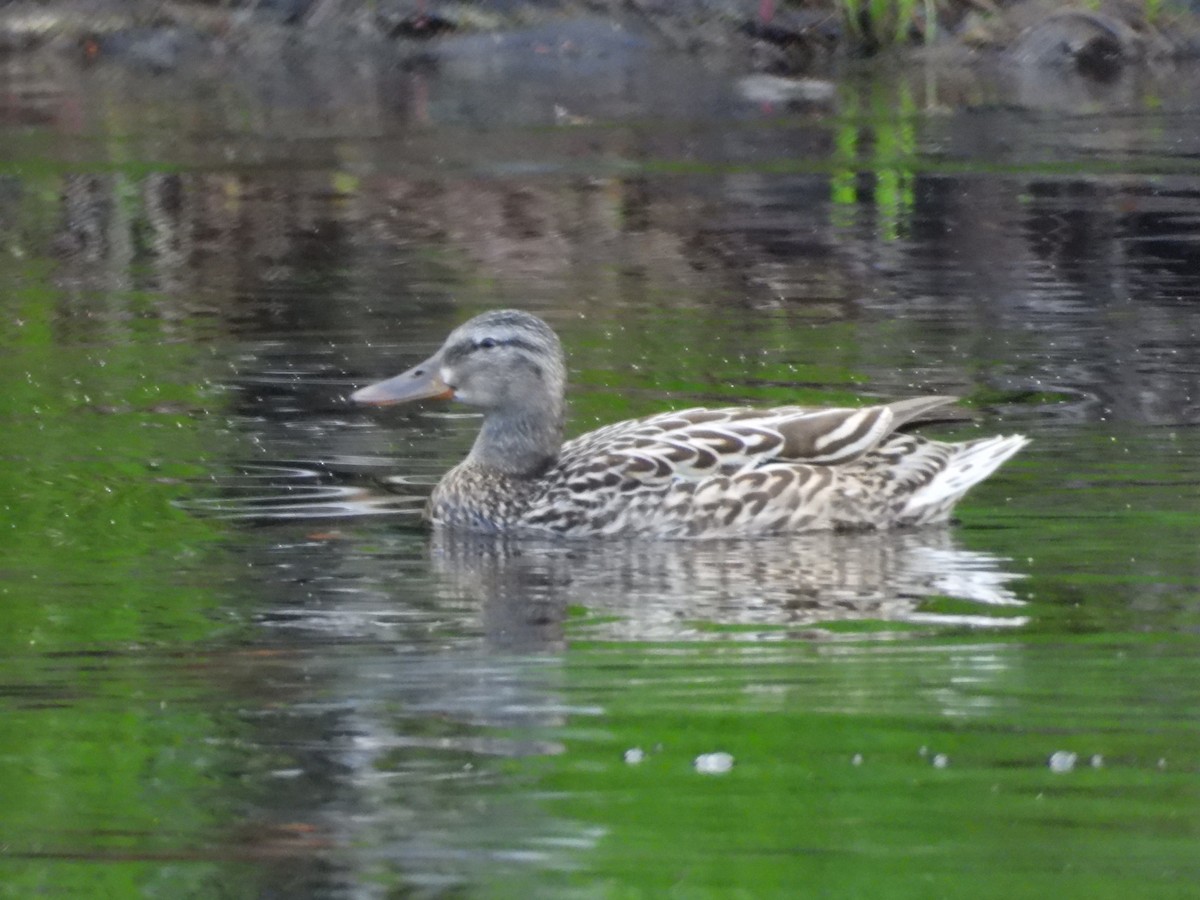 Mallard - ML620413003