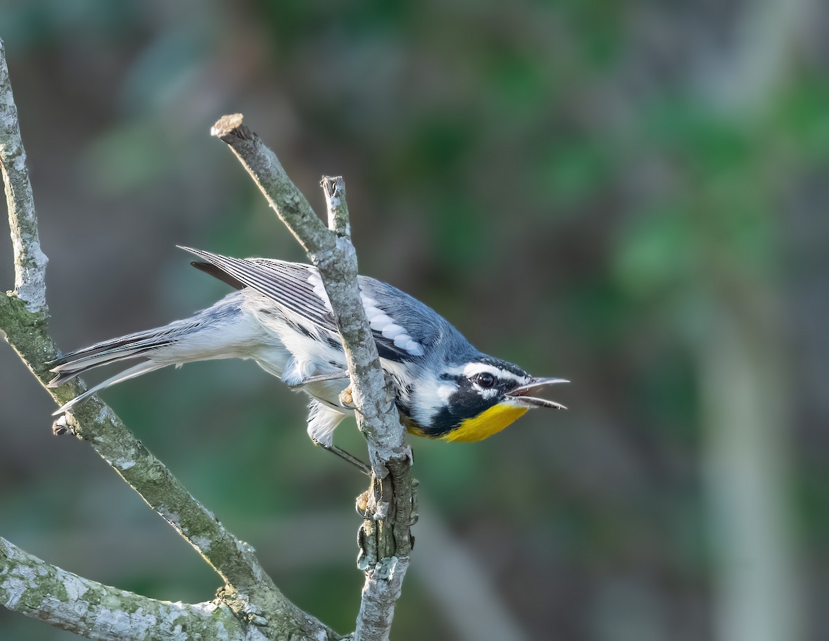 Yellow-throated Warbler - ML620413028