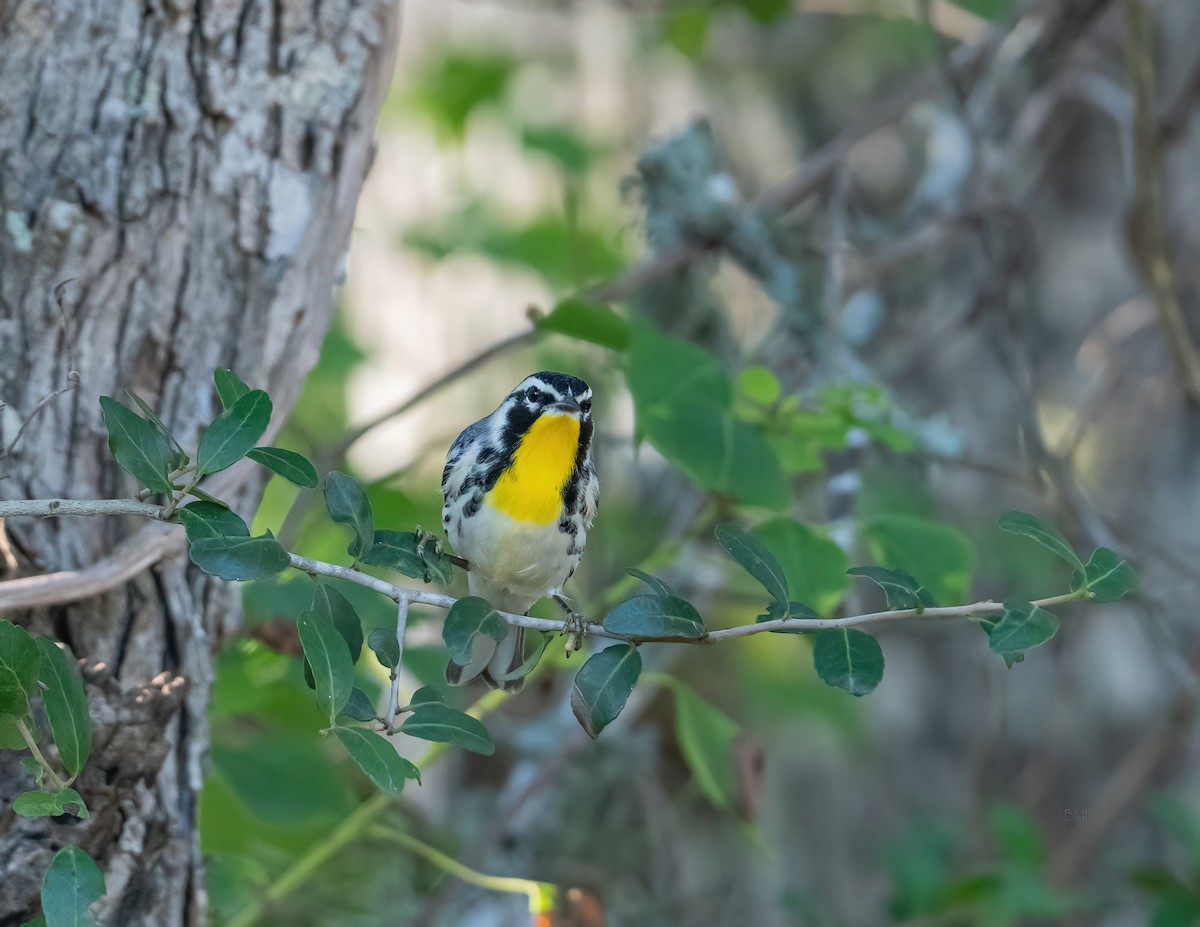 Yellow-throated Warbler - ML620413029