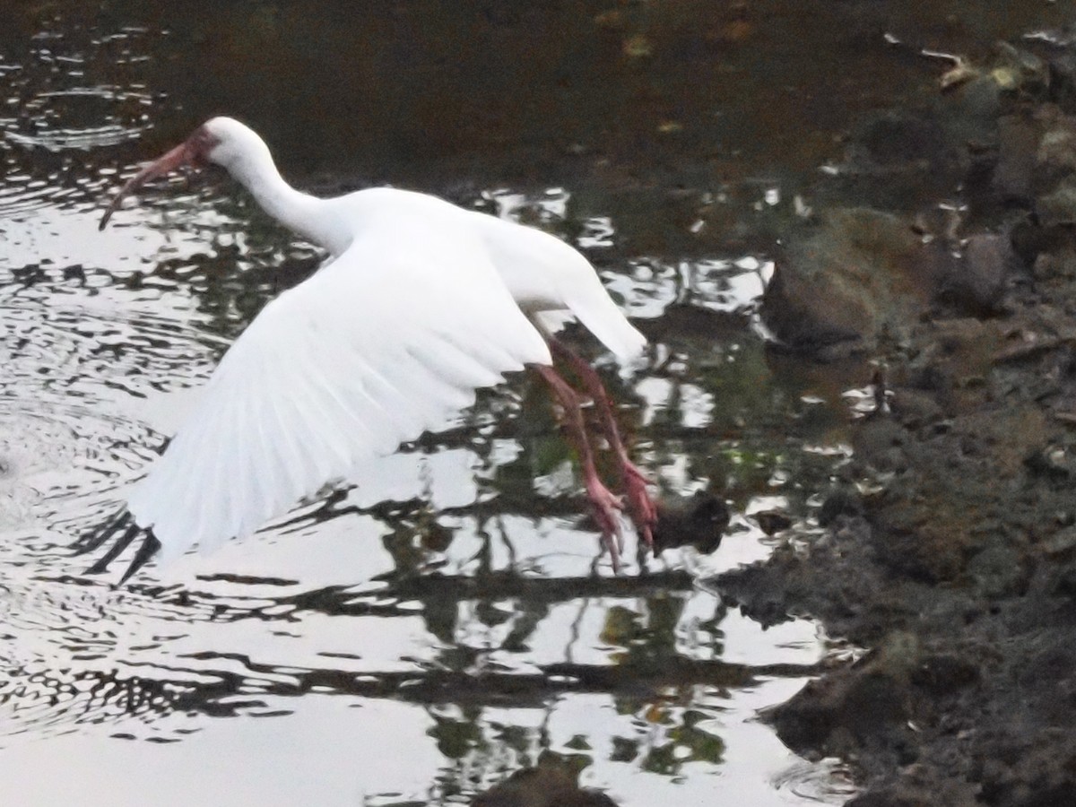 White Ibis - ML620413035