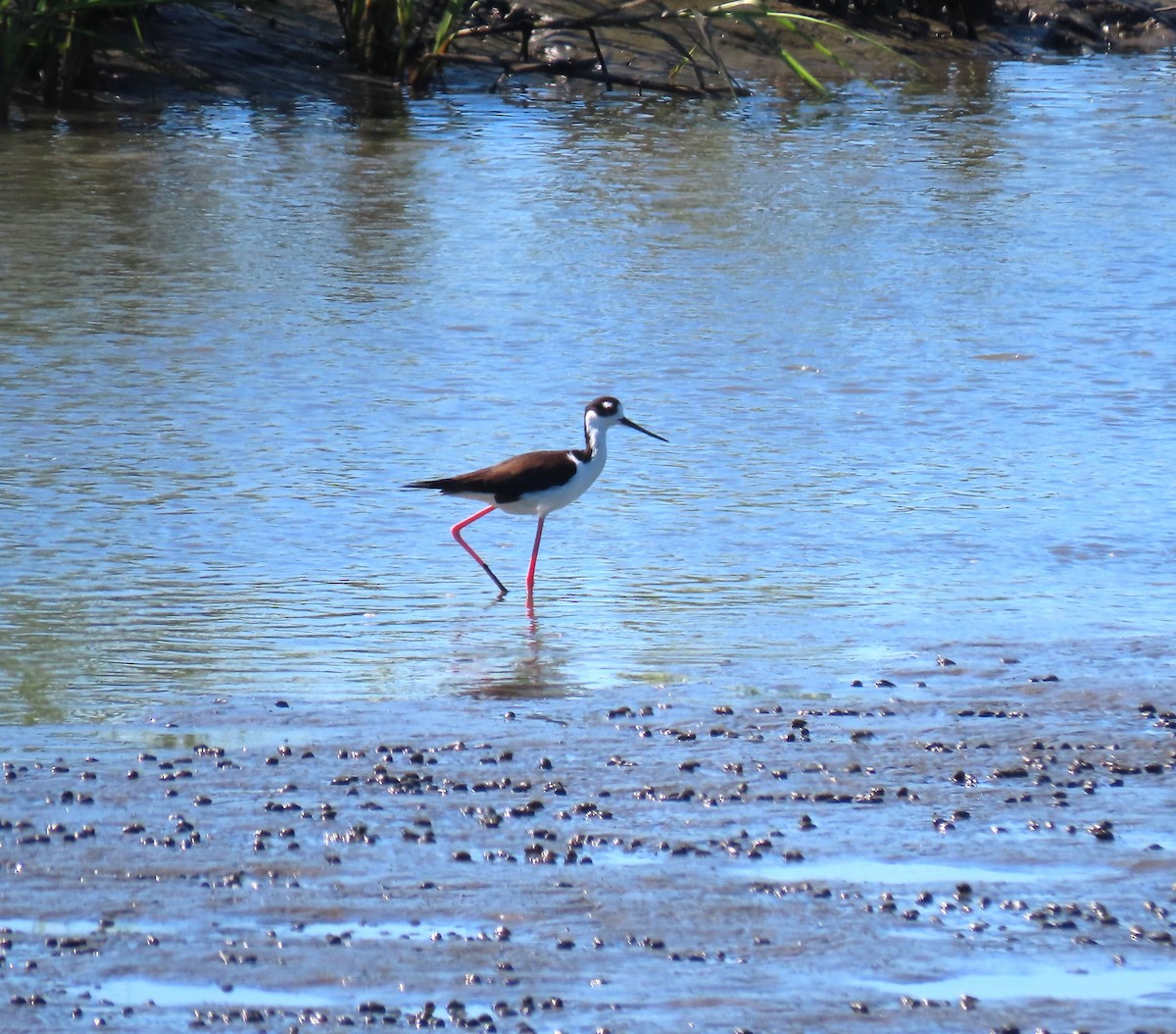 Black-necked Stilt - ML620413045